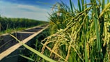 Rice fields in Laos under a clear blue sky.