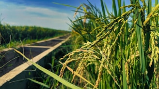 A lush green rice field under a clear blue sky with rows of ripening rice grains prominently displayed in the foreground. A narrow irrigation canal runs alongside the field, extending towards the horizon.