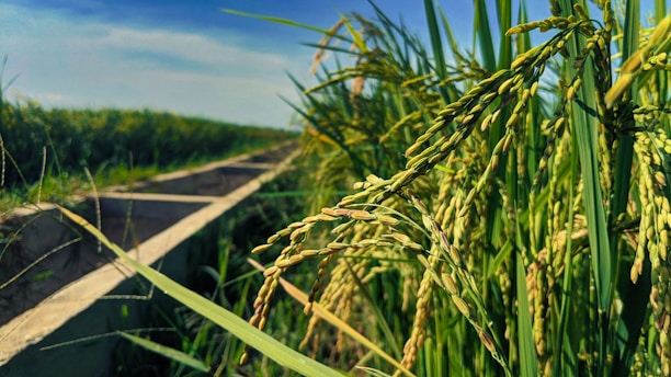 A lush green rice field under a clear blue sky with rows of ripening rice grains prominently displayed in the foreground. A narrow irrigation canal runs alongside the field, extending towards the horizon.