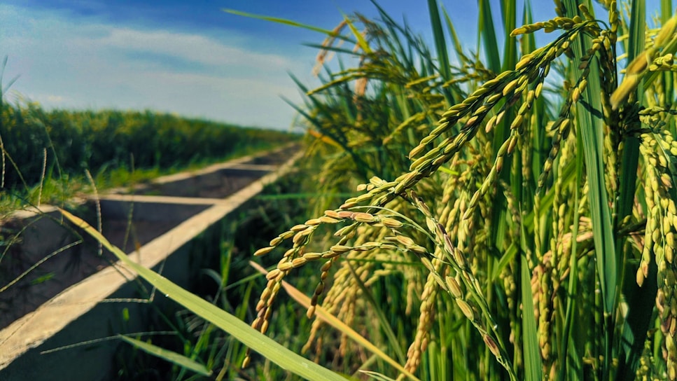A vibrant rice field showcasing lush green crops under a clear blue sky.