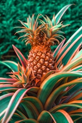 green and brown pineapple fruit
