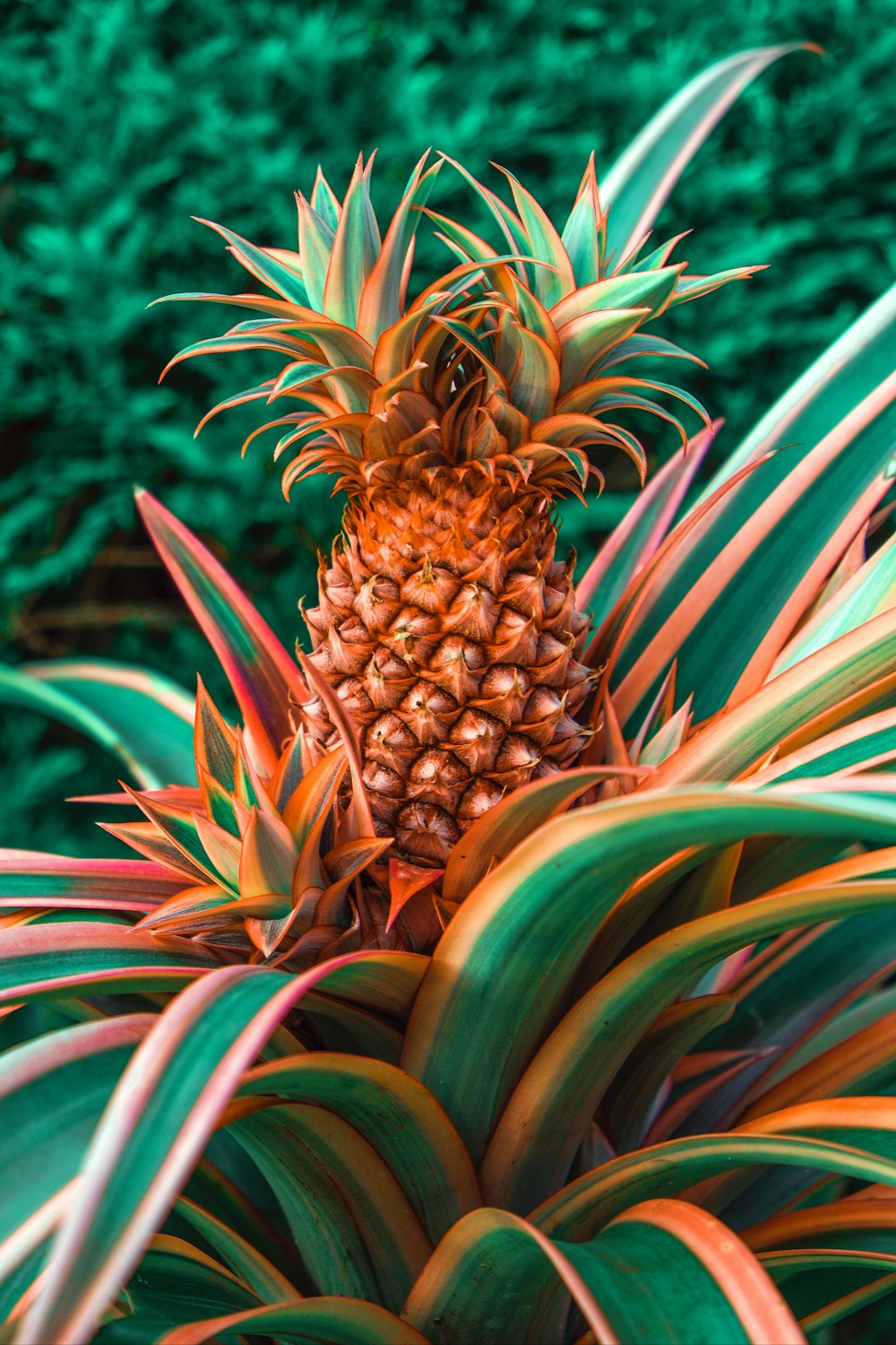 green and brown pineapple fruit