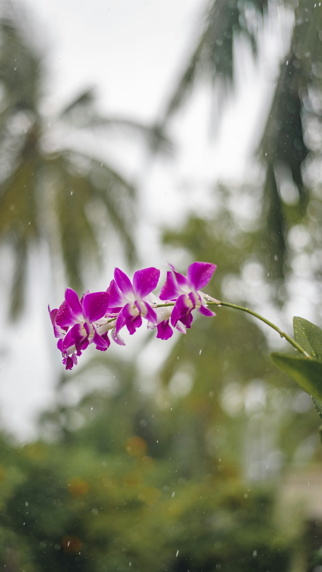 purple flower in tilt shift lens