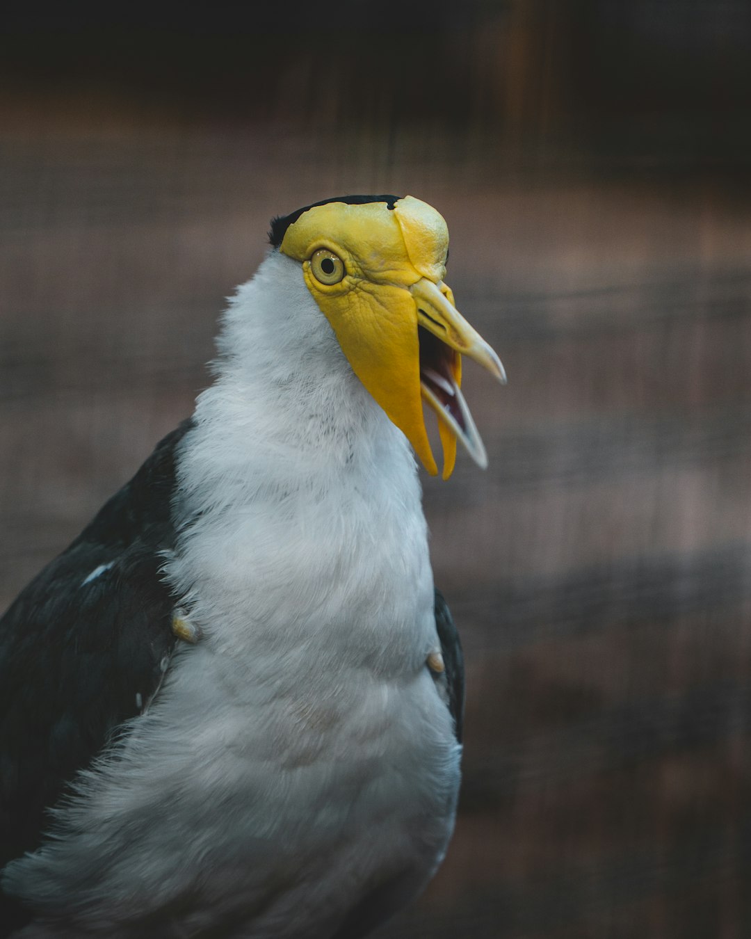 white and black bird with yellow beak