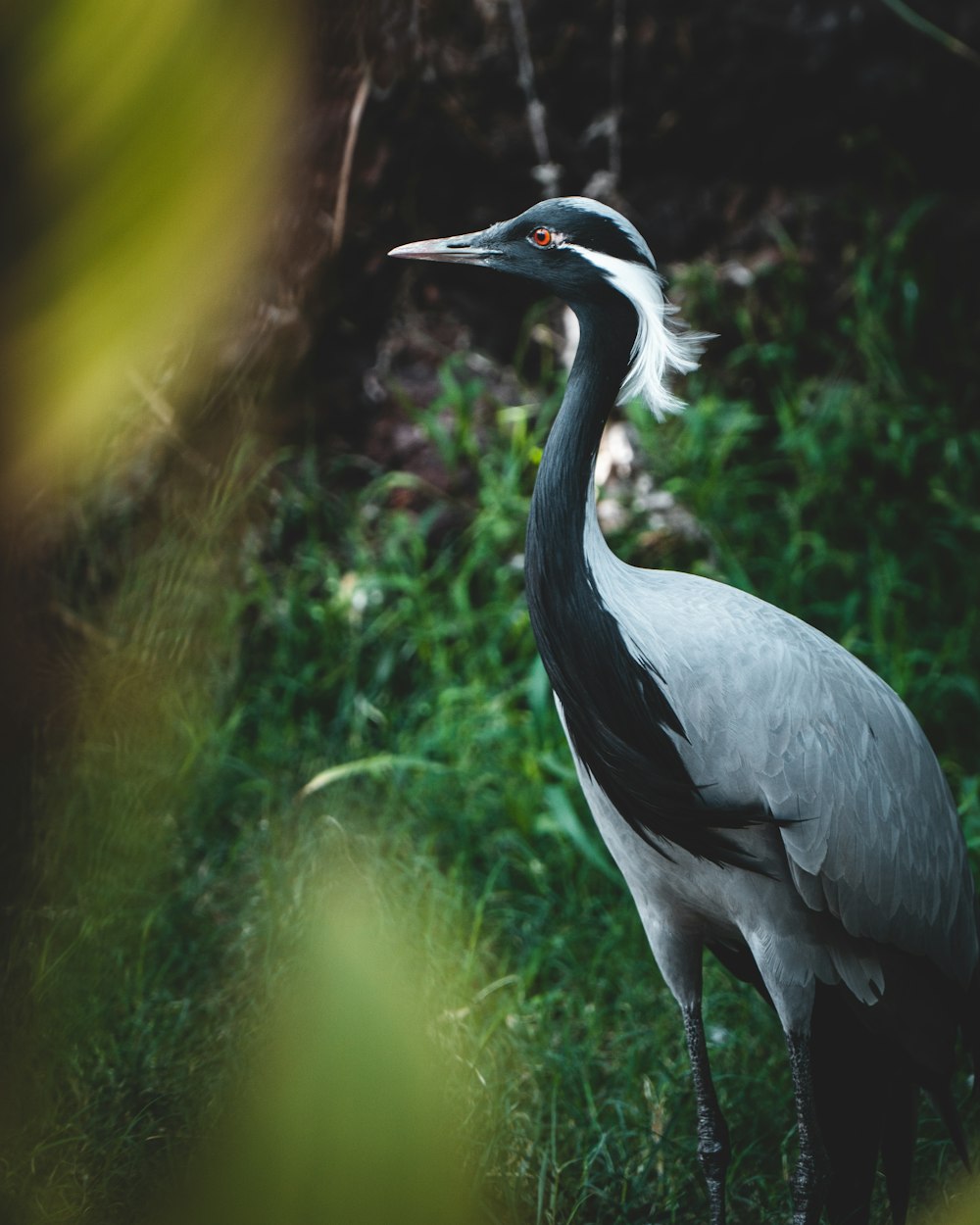 black and white bird standing on brown wood log