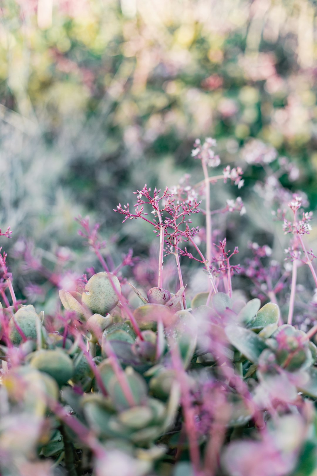 pink and green flower buds