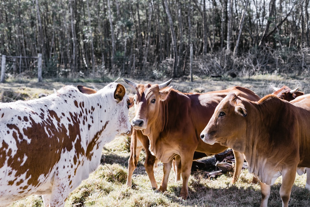 brown and white cow on green grass field during daytime