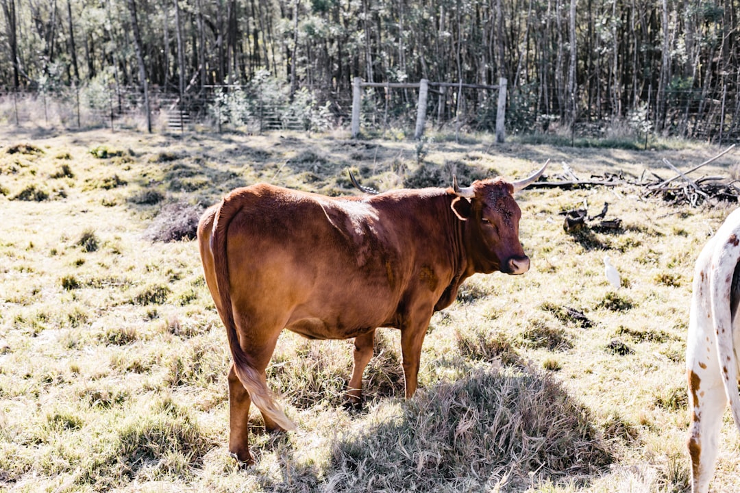 brown cow on green grass field during daytime