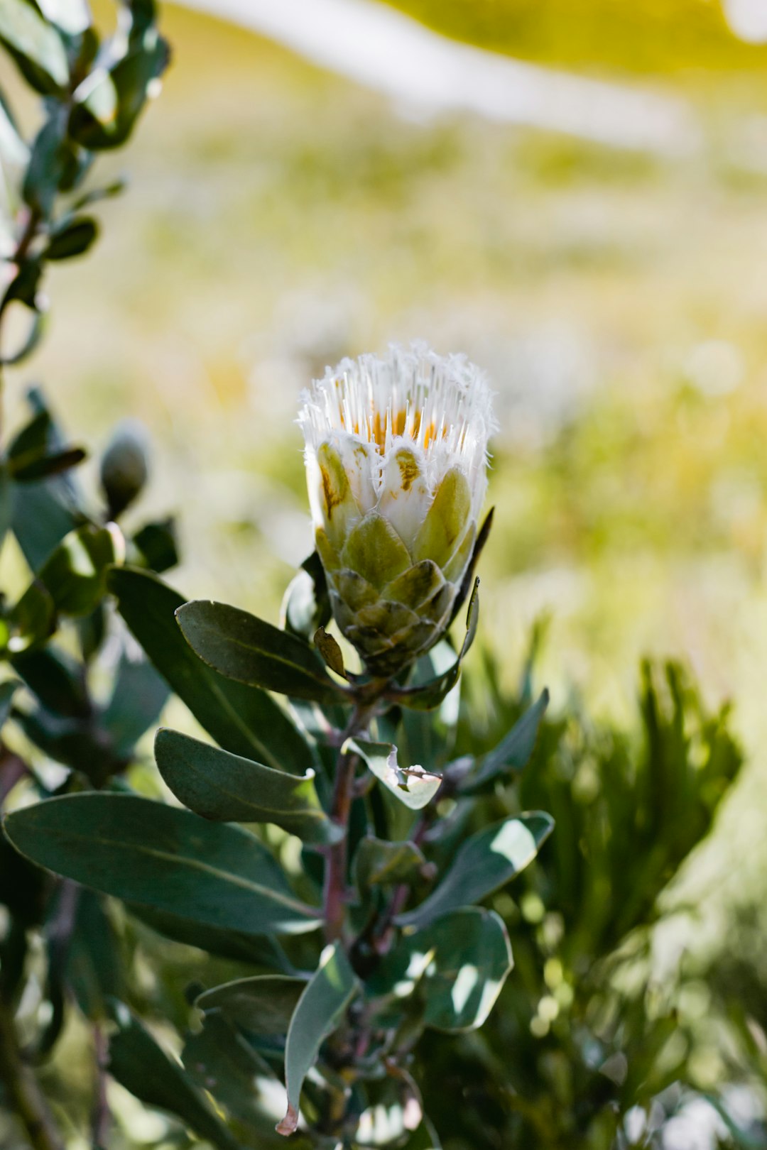 white flower with green leaves