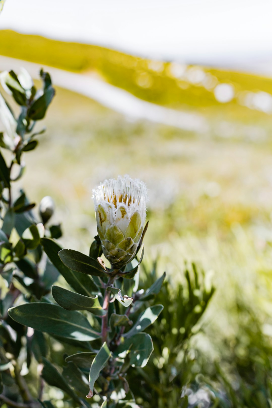 white flower in tilt shift lens