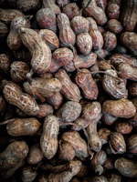 Close-up of fresh peanut pods on a rustic wooden table under natural sunlight