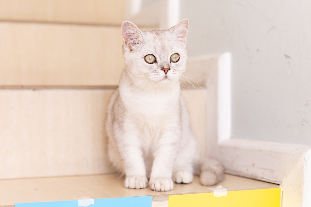 white and gray cat on blue and yellow box