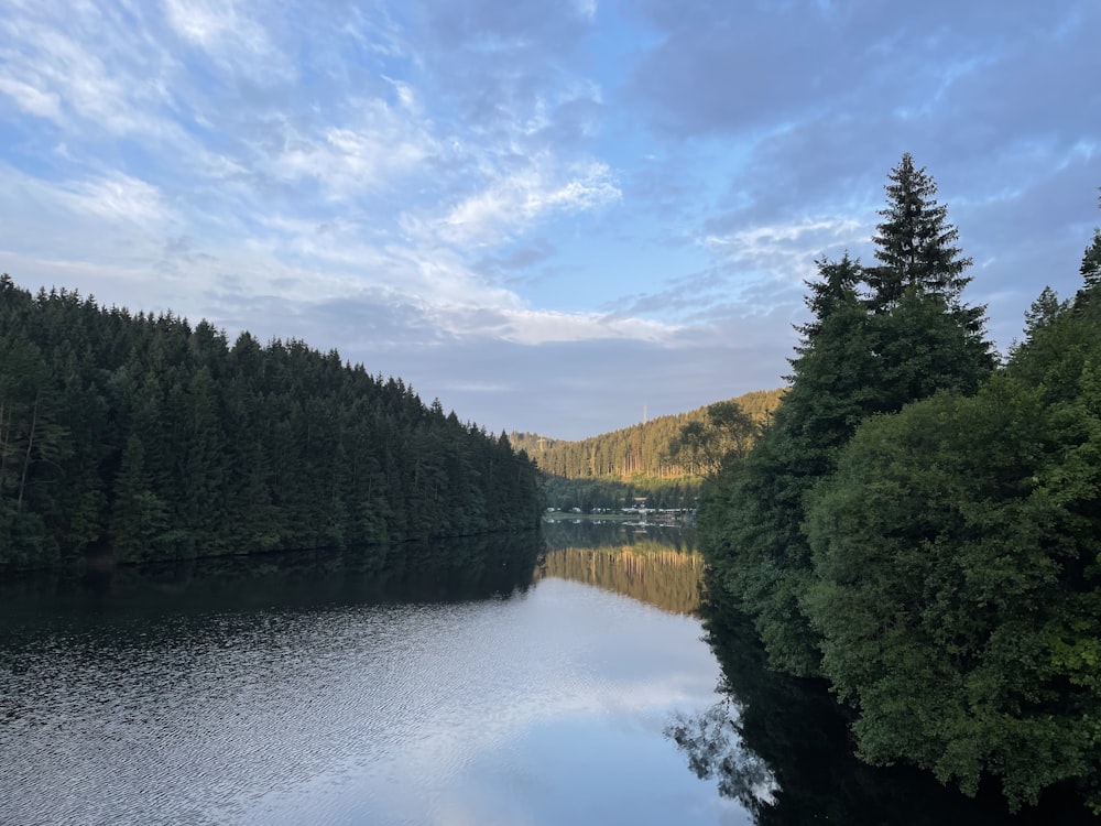 green trees beside river under blue sky during daytime