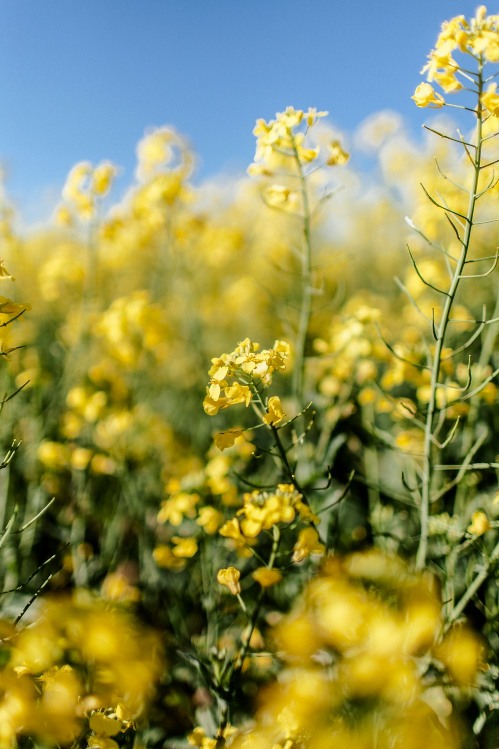 flor amarela na lente de deslocamento de inclinação