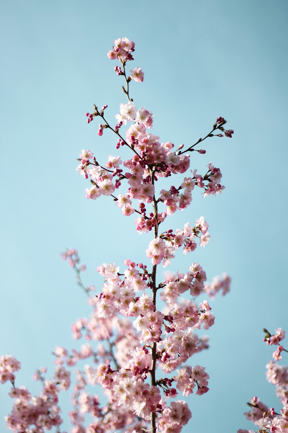 pink and white cherry blossom