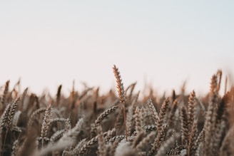 snow covered plants during daytime