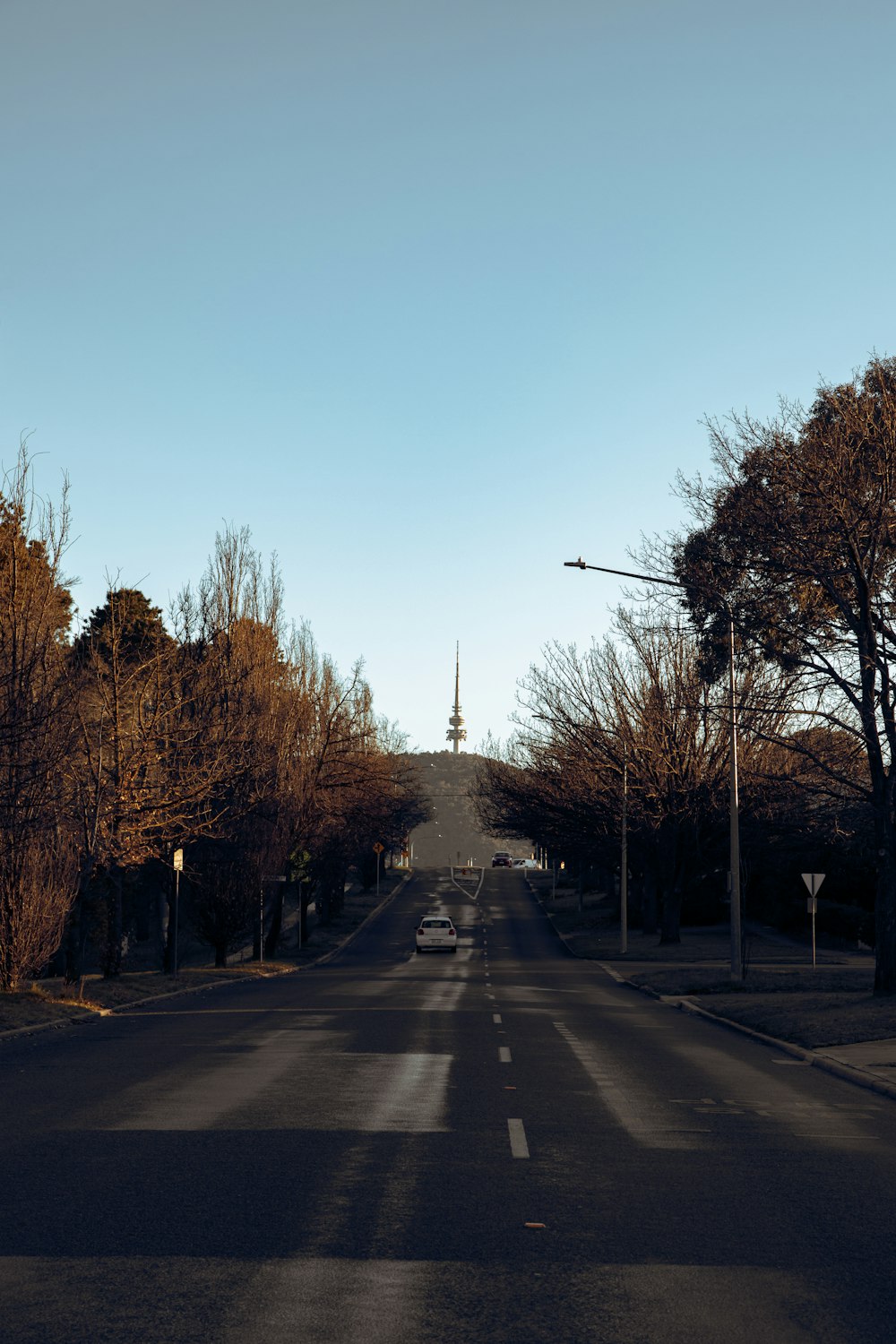 strada asfaltata grigia tra alberi spogli durante il giorno