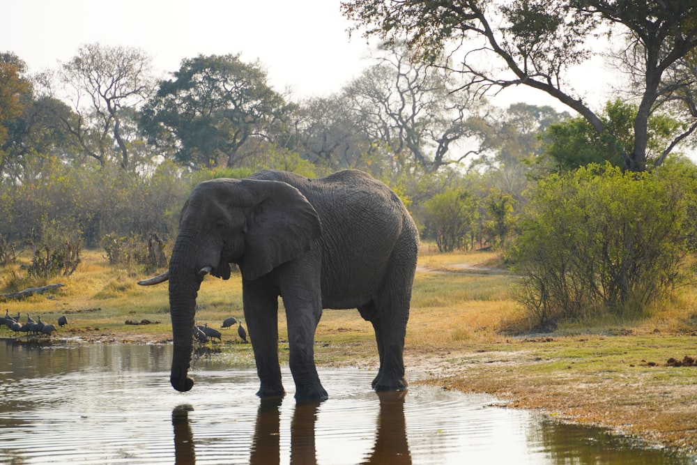 Elefante sul fiume durante il giorno