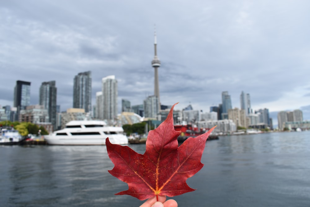 red maple leaf on water near city buildings during daytime
