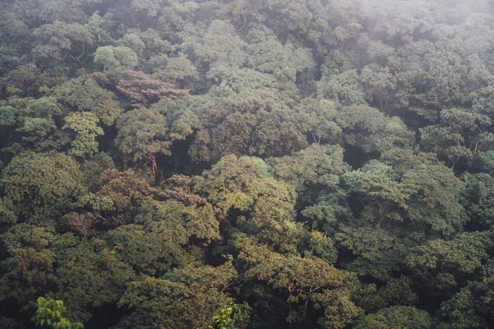 green and brown trees during daytime