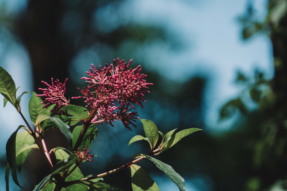 pink flower in tilt shift lens