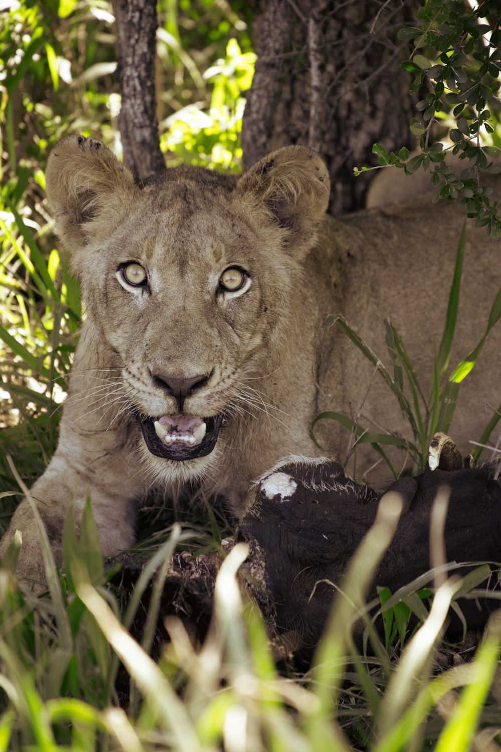 brown lioness lying on green grass during daytime