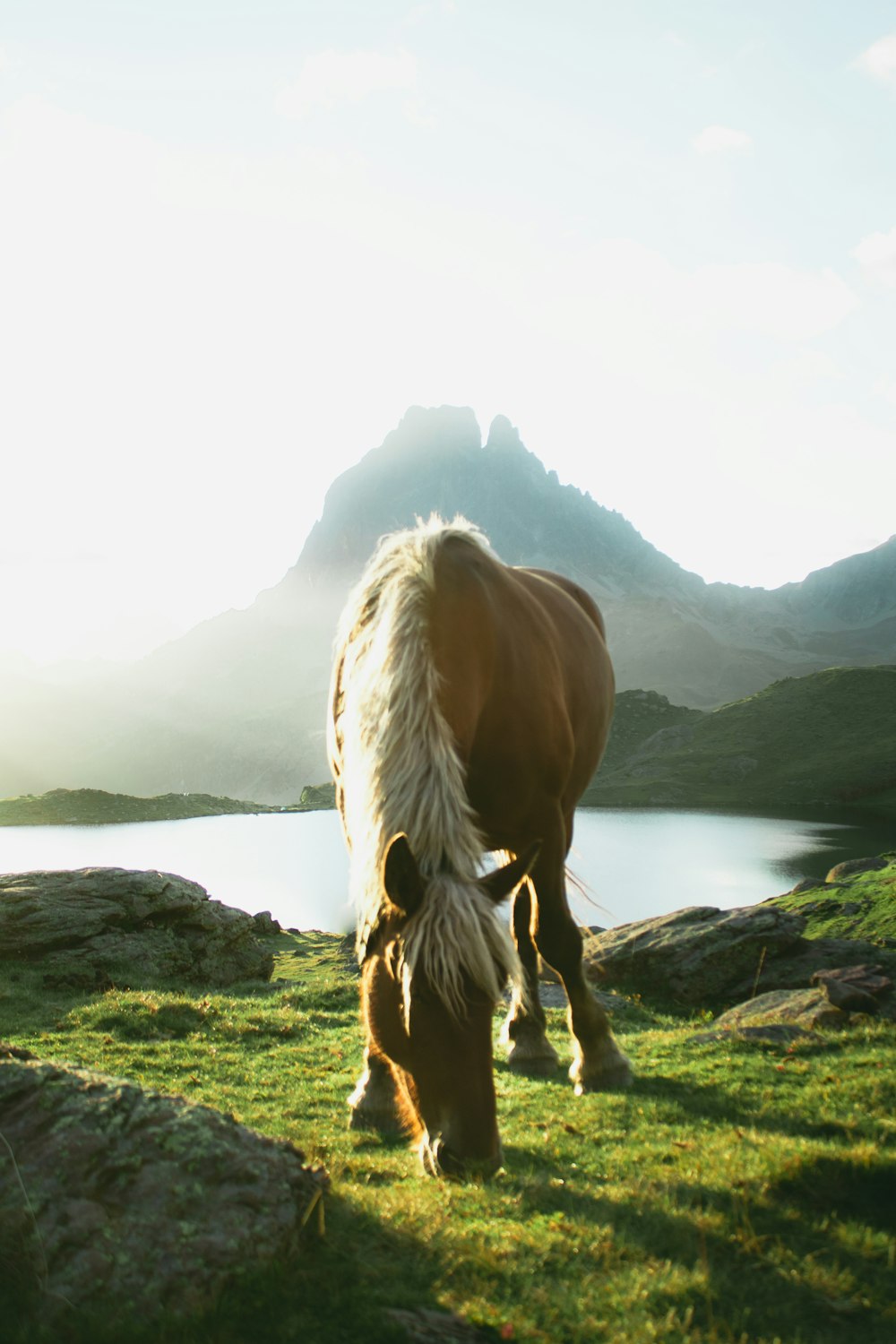 Caballo marrón y blanco en campo de hierba verde durante el día