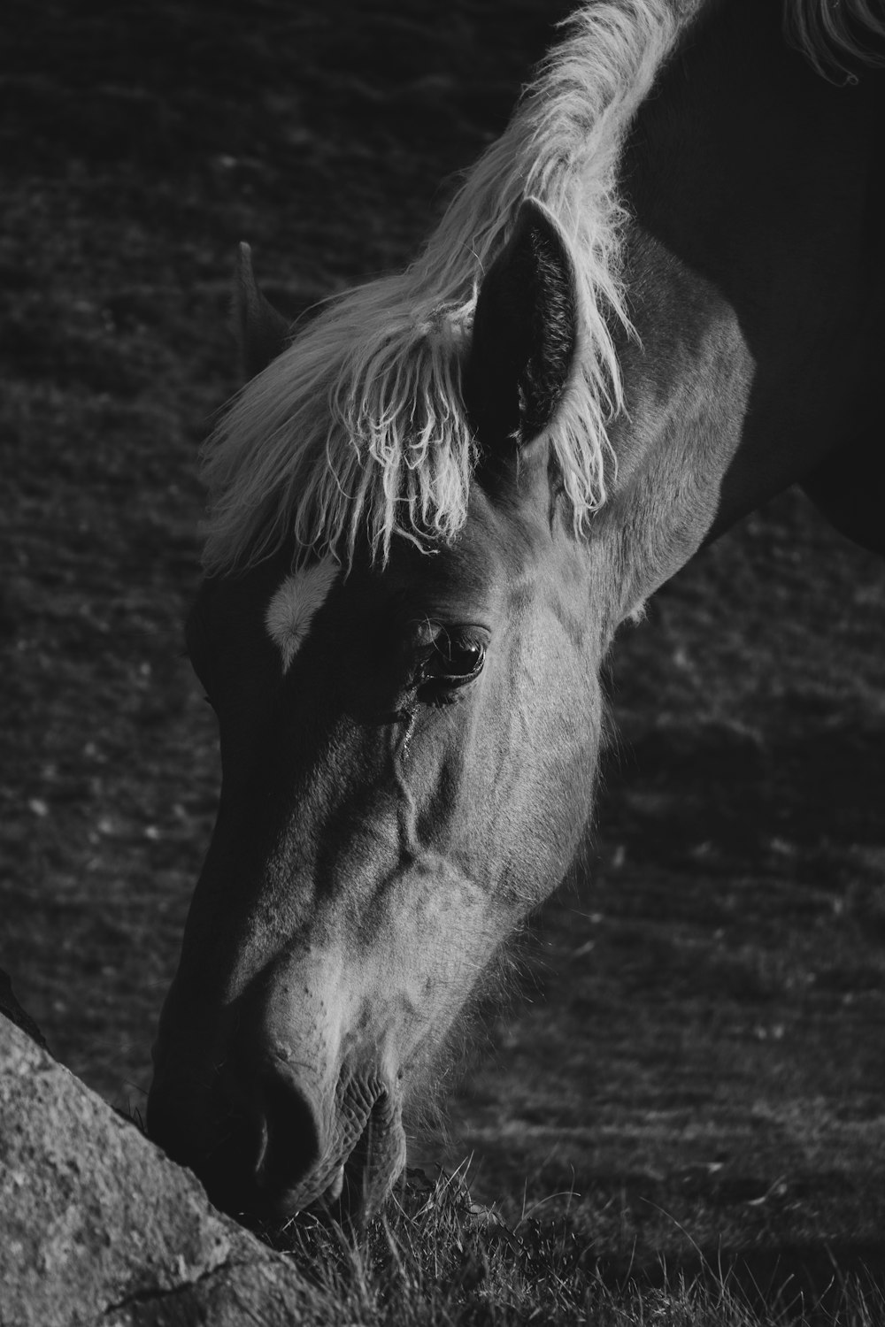 grayscale photo of horse eating grass