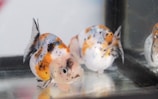 Two colorful goldfish with patterns of orange, black, and white swim in a clear aquarium. The tank reflects their vibrant hues, and bubbles can be seen on the glass, indicating a lively underwater habitat.