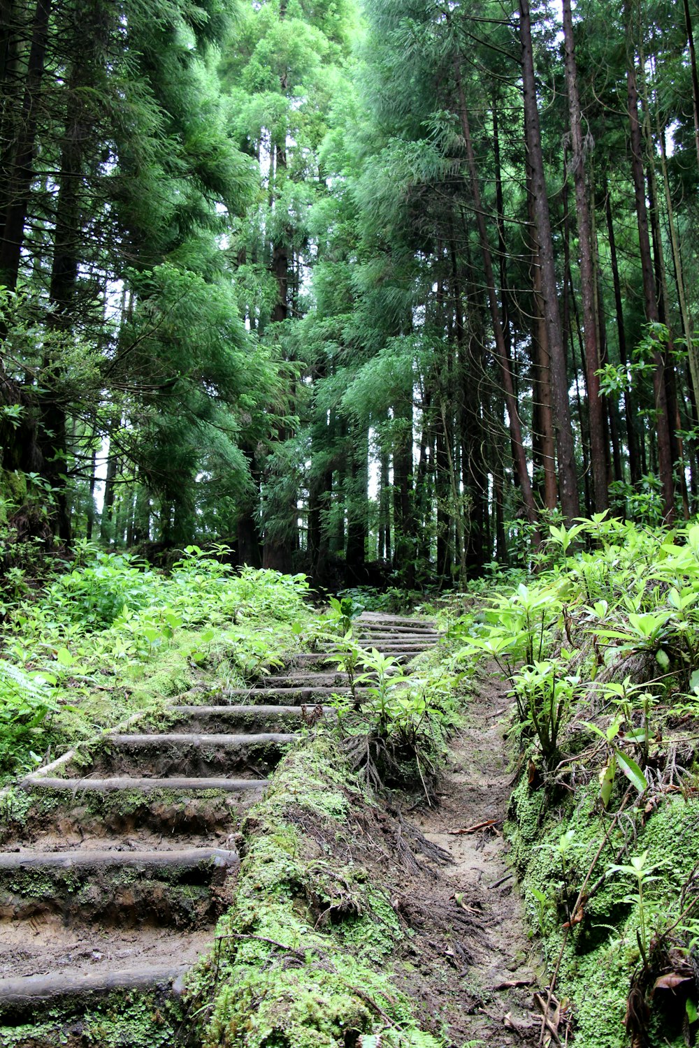 green trees and plants during daytime