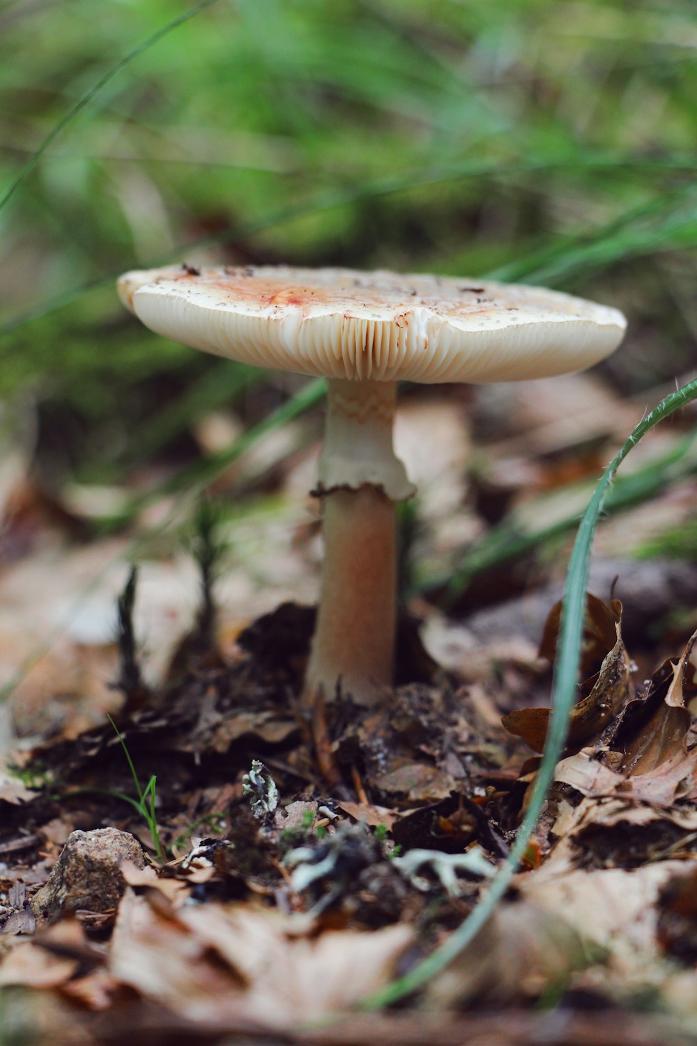 fungo bianco e marrone nella fotografia ravvicinata