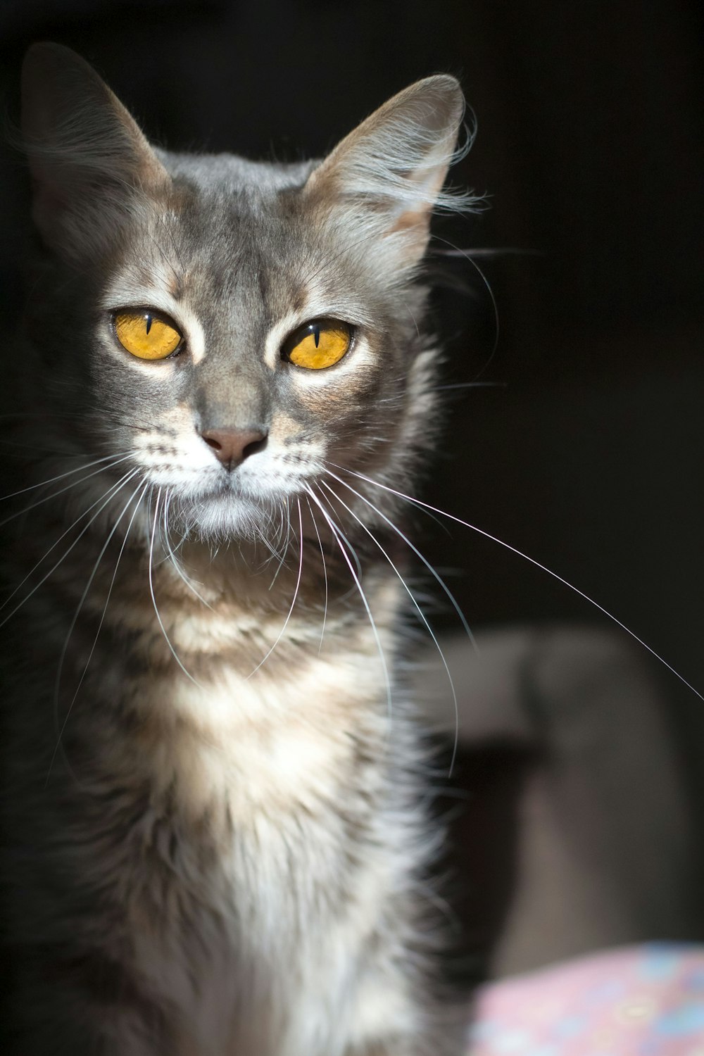 grey and white cat in close up photography