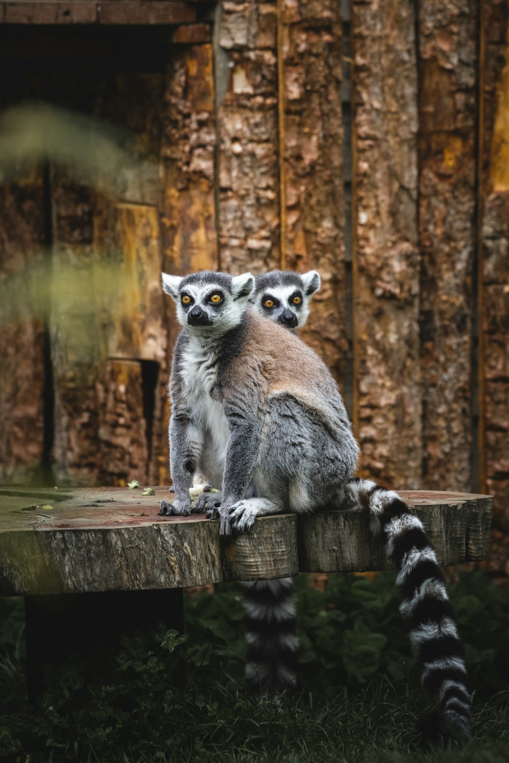 gray and black animal on brown wooden table