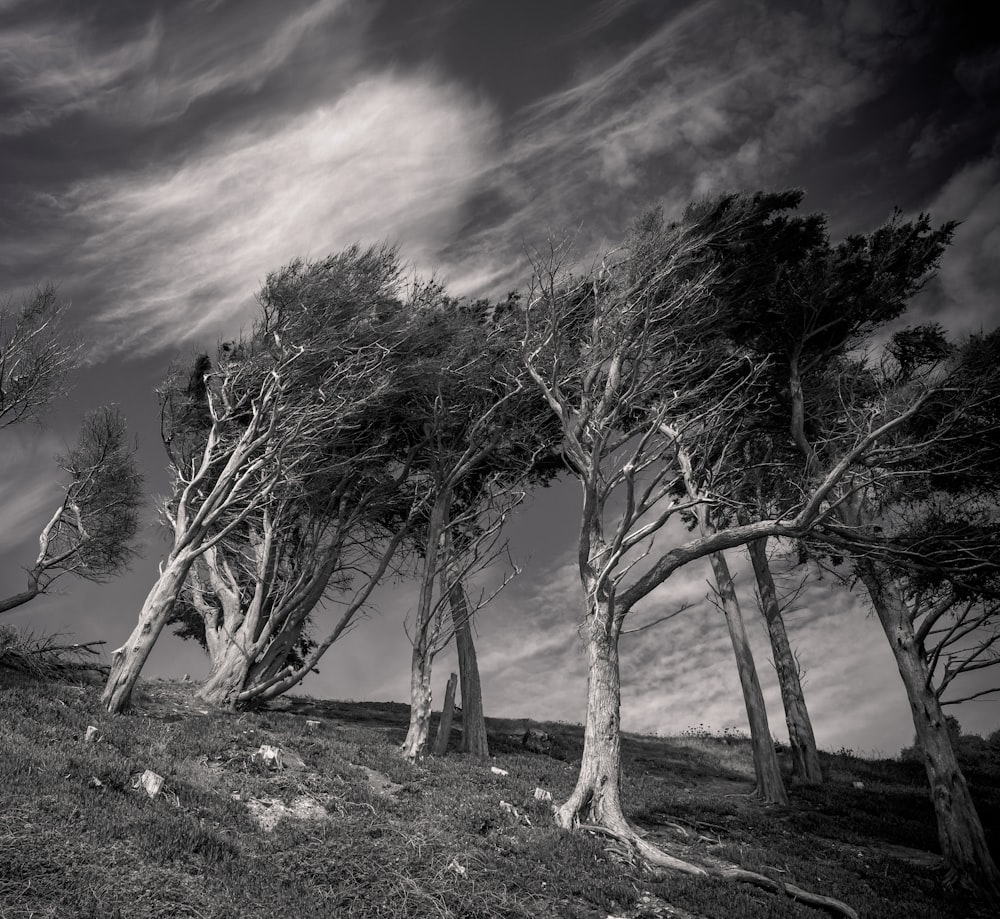 leafless tree on brown field under purple sky