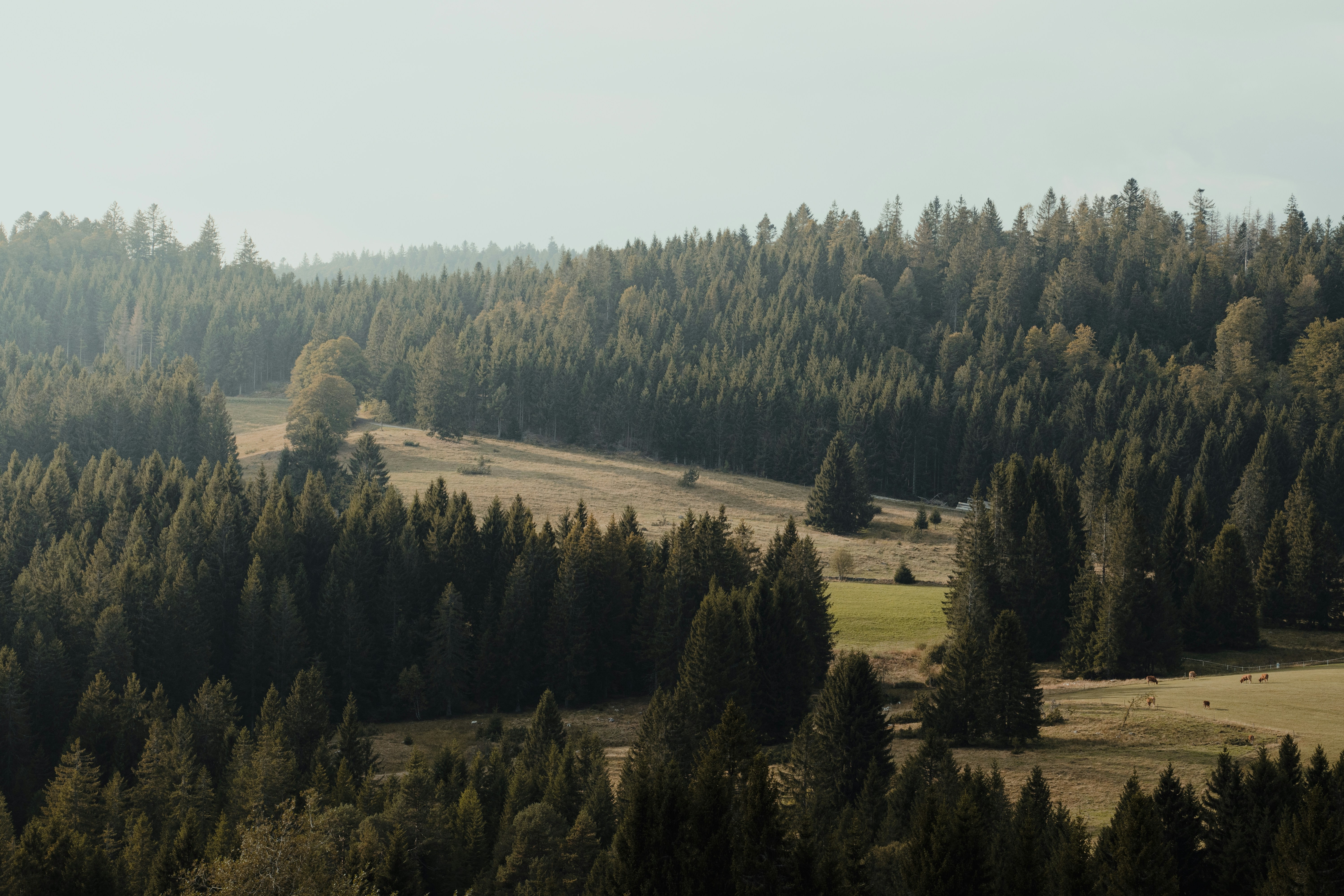 Photo by michielannaert