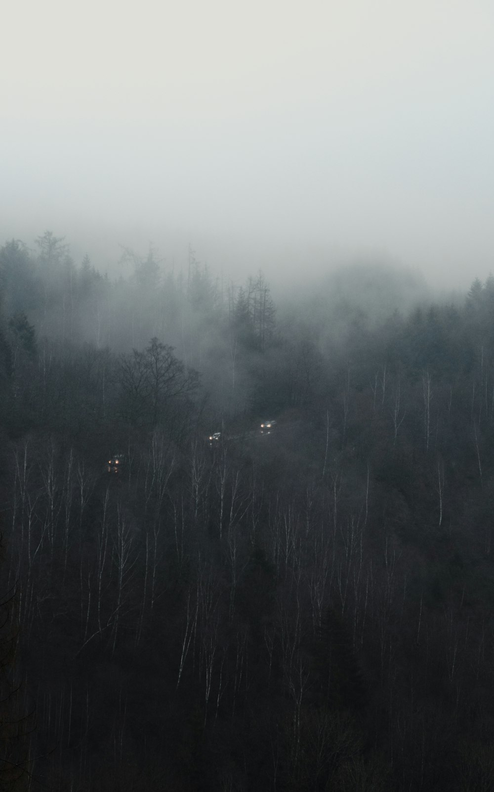 green trees under white sky during daytime