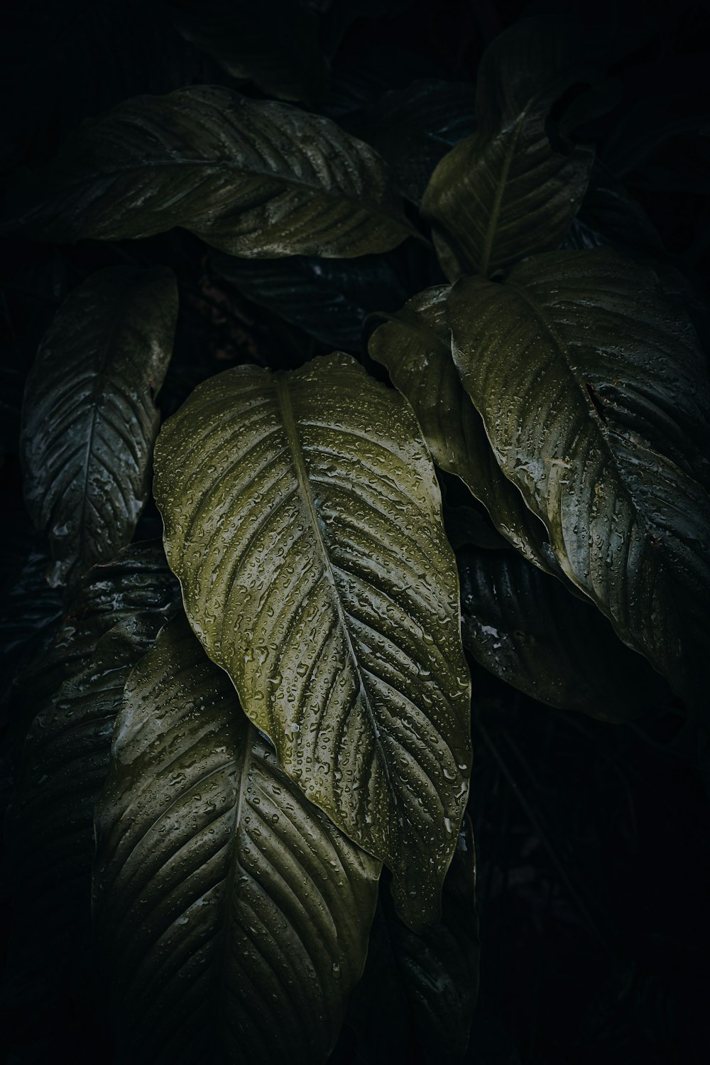 green leaves with water droplets