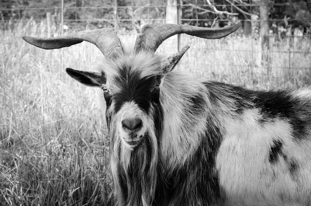 grayscale photo of a ram on grass field