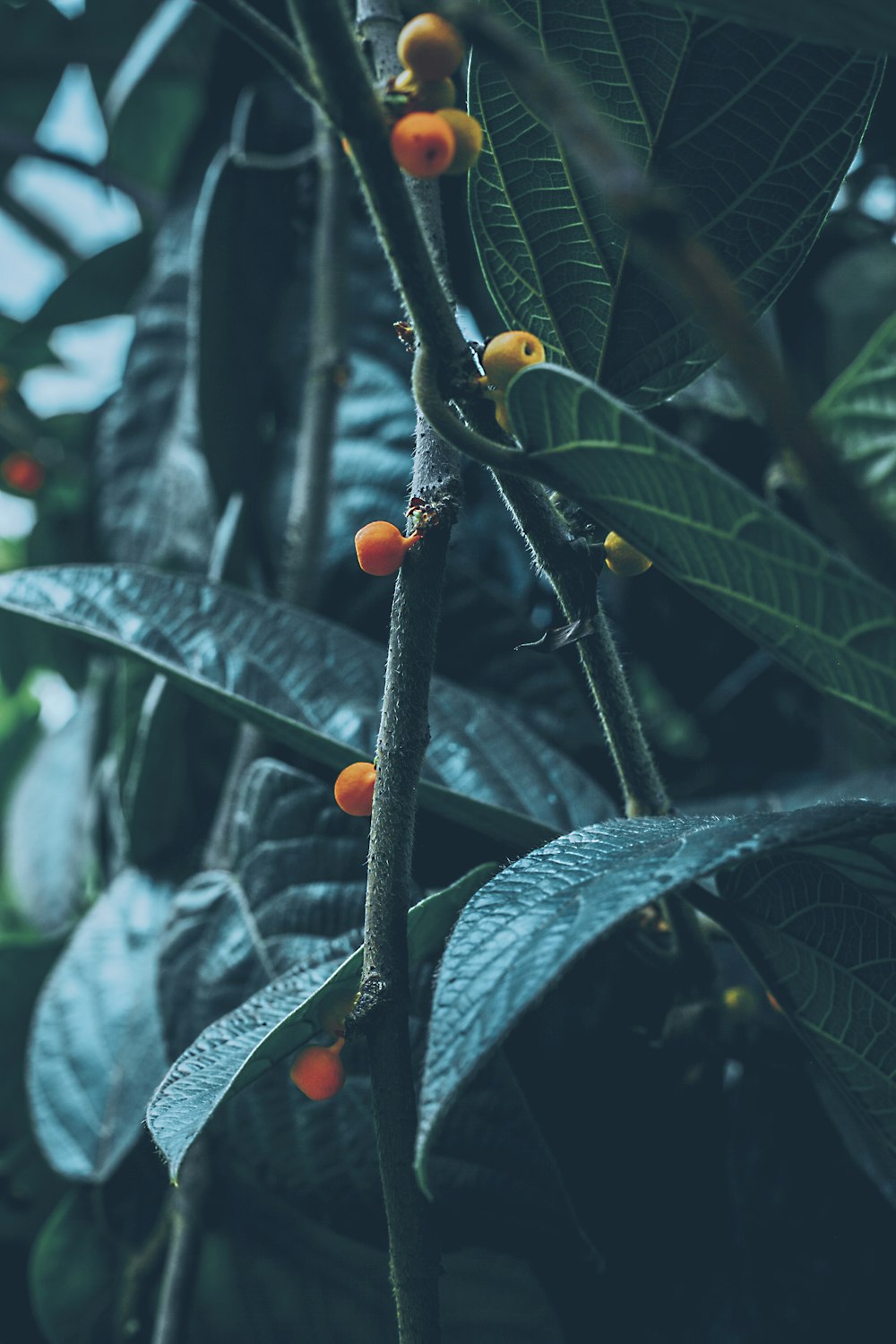 orange round fruits on green leaves