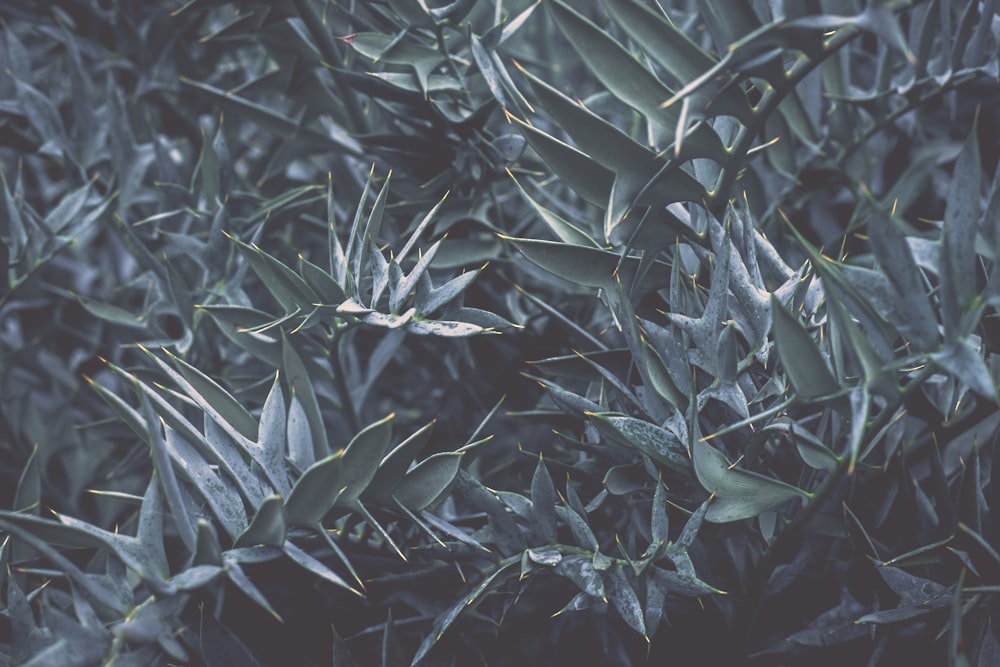 gray and black plant leaves