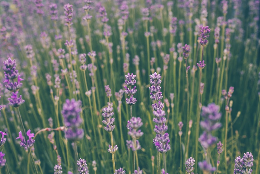 purple flower field during daytime