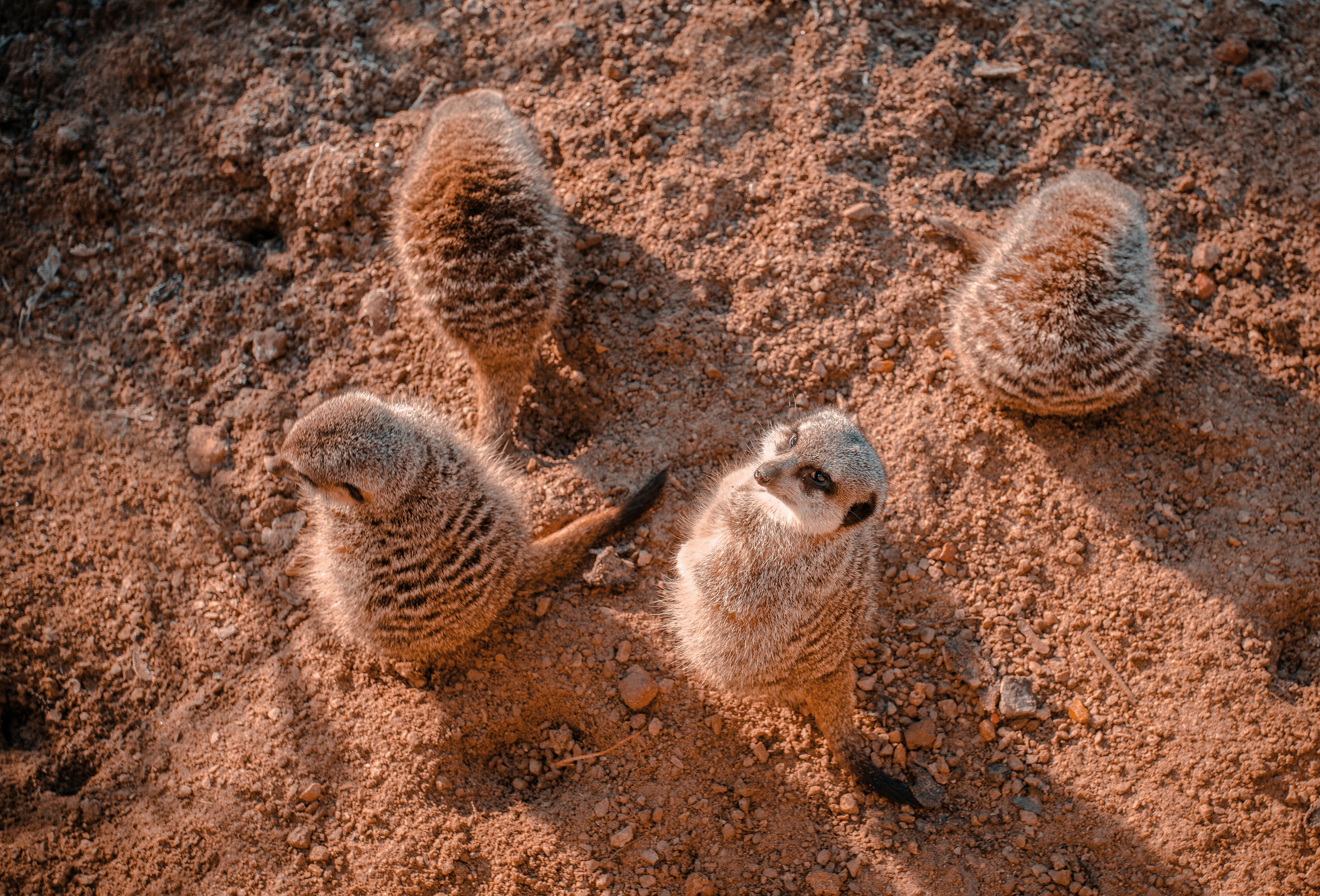Brown and white animal on brown sand during daytime