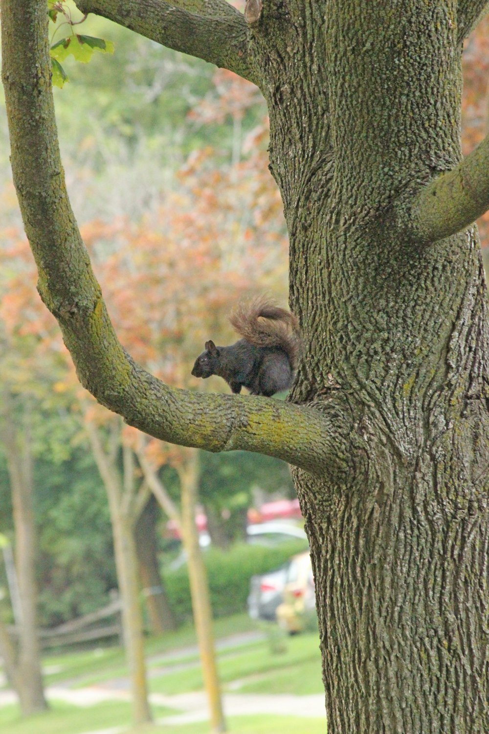 brown monkey on tree during daytime