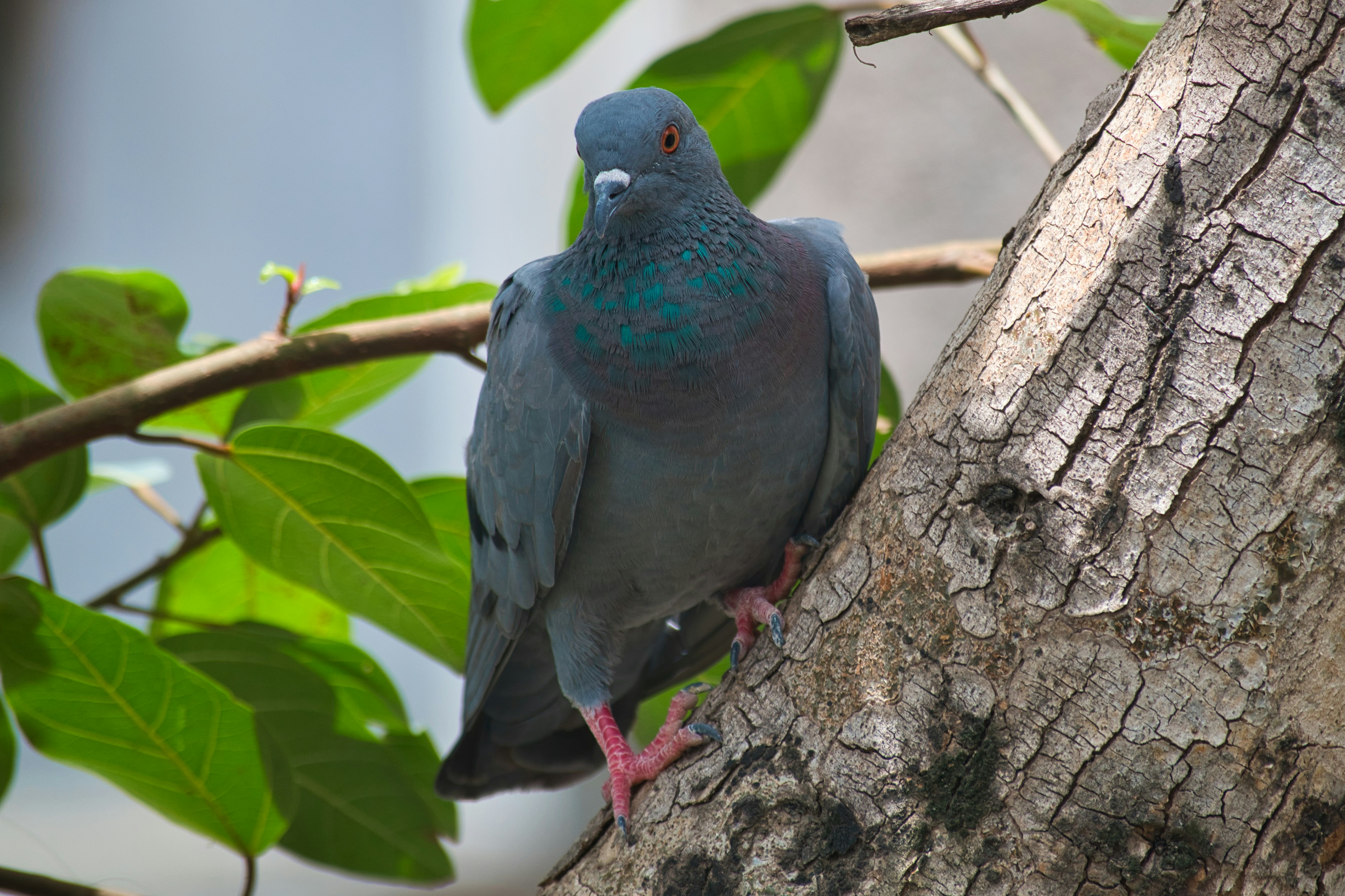 Photo by atharvasune