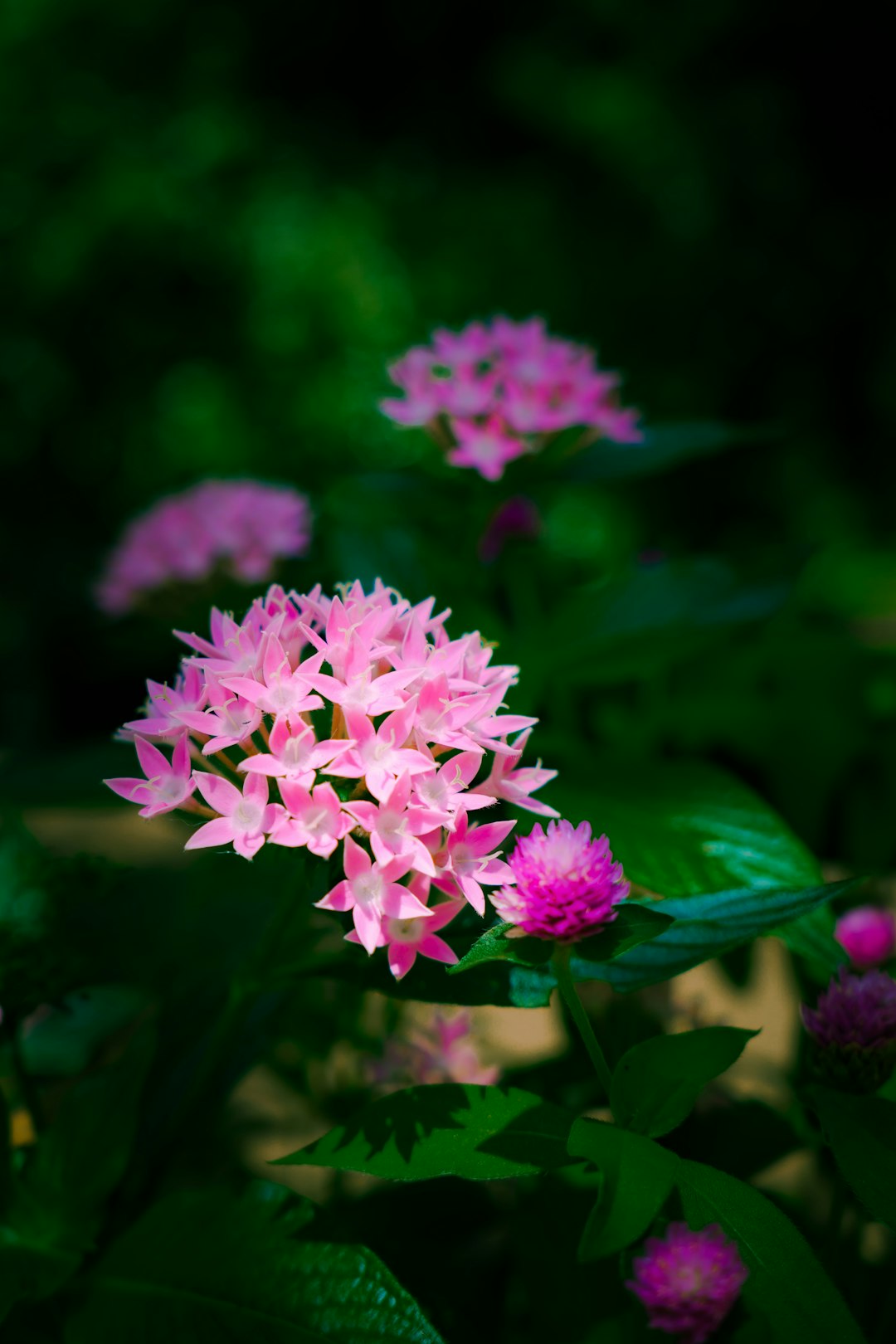 water ivory coast, flowerbed, pink and white flower in tilt shift lens