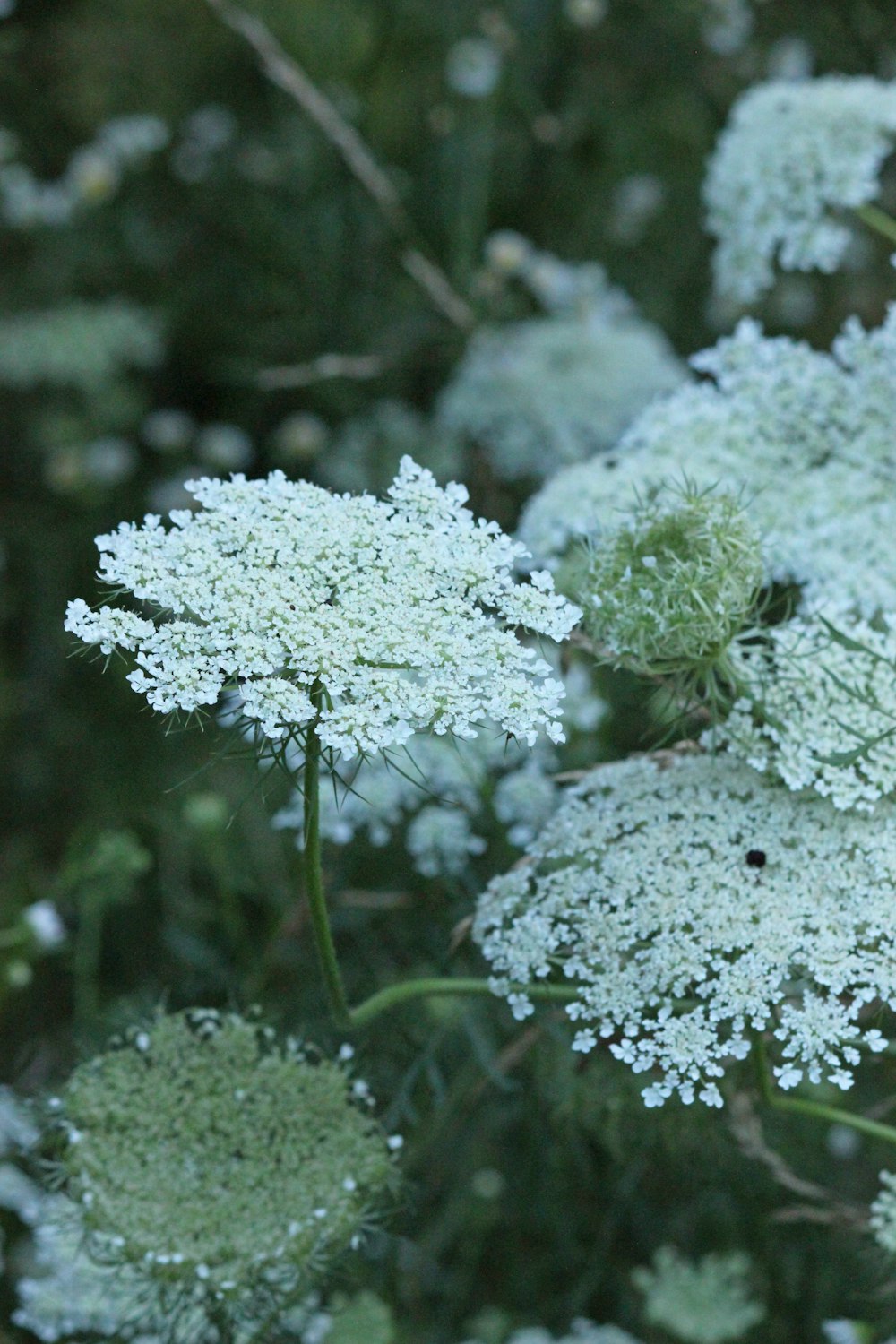 white flowers in tilt shift lens