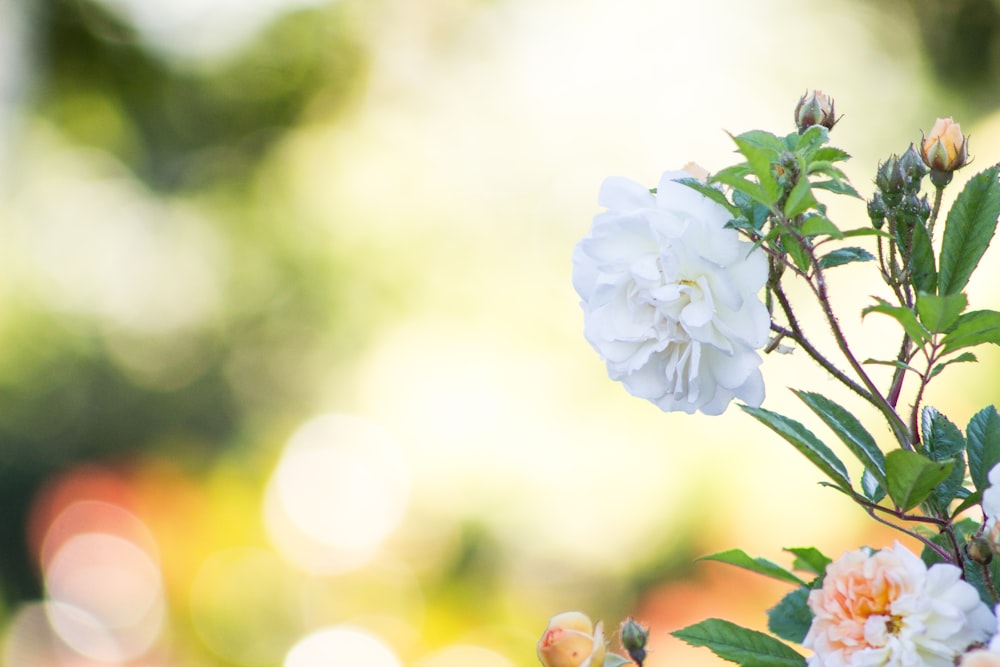 white and blue flower in tilt shift lens