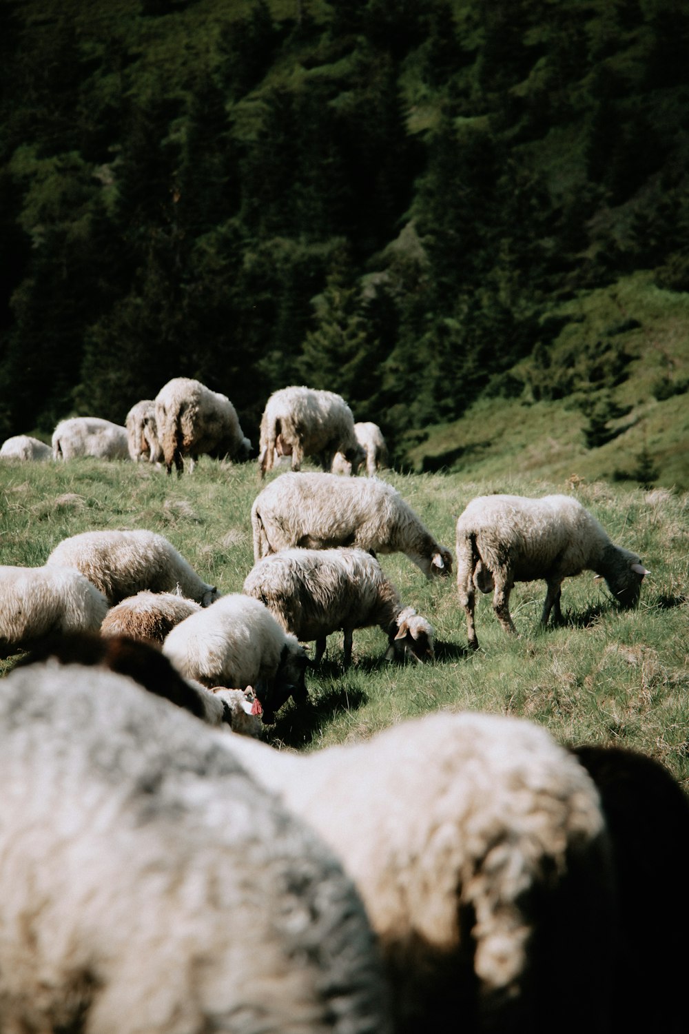 herd of sheep on green grass field during daytime