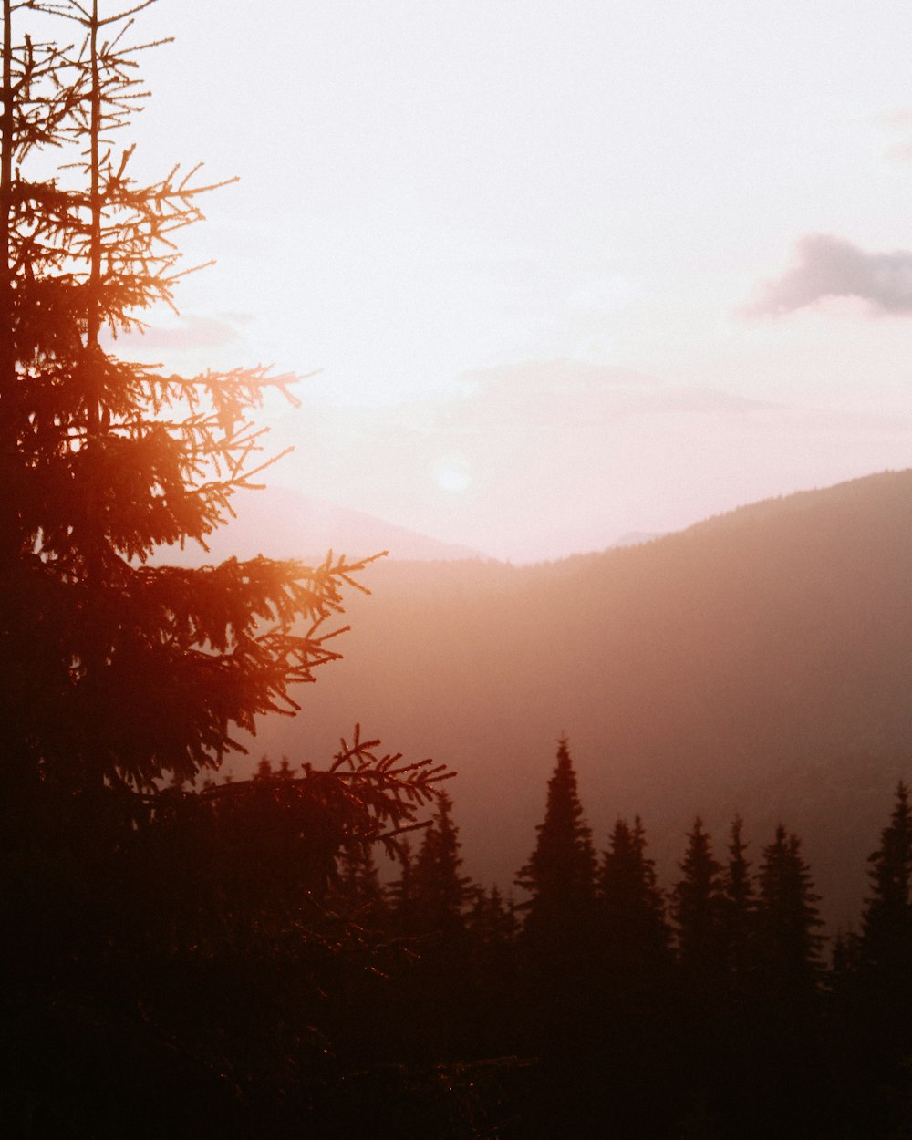 green trees on mountain during daytime