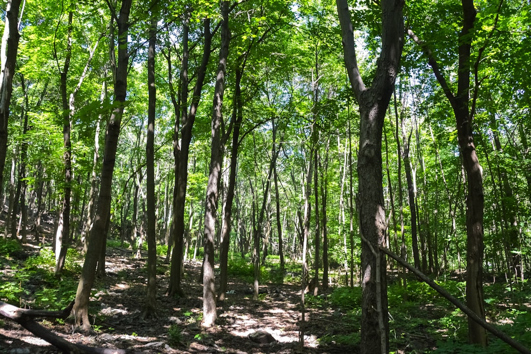 green trees on forest during daytime